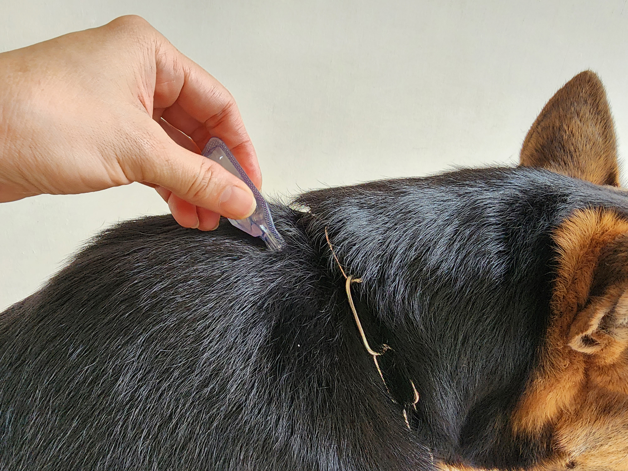 Dog Flea Treatment